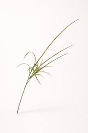 ענף עשב ירוק בהיר