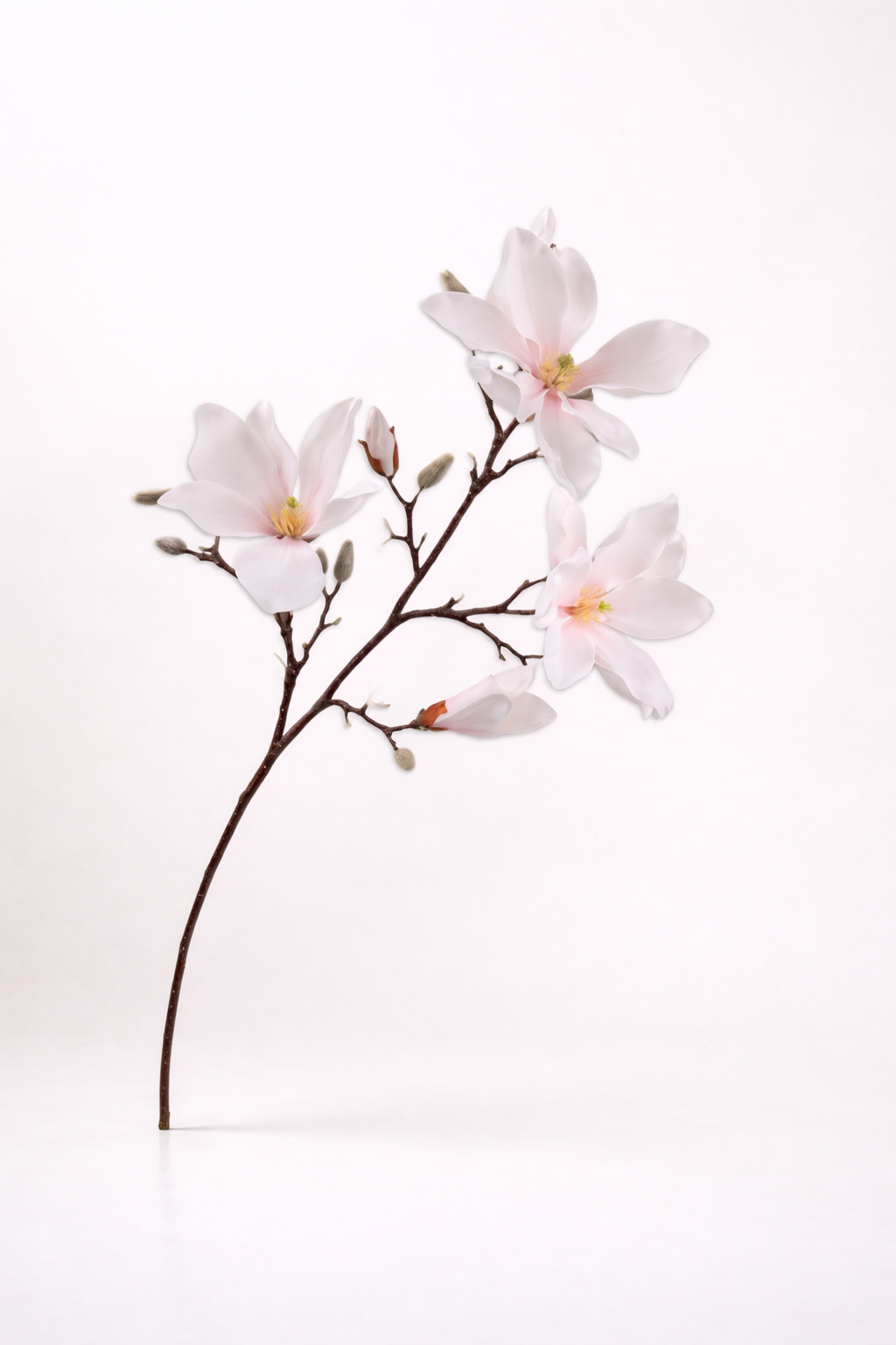 מגנוליה ורודה