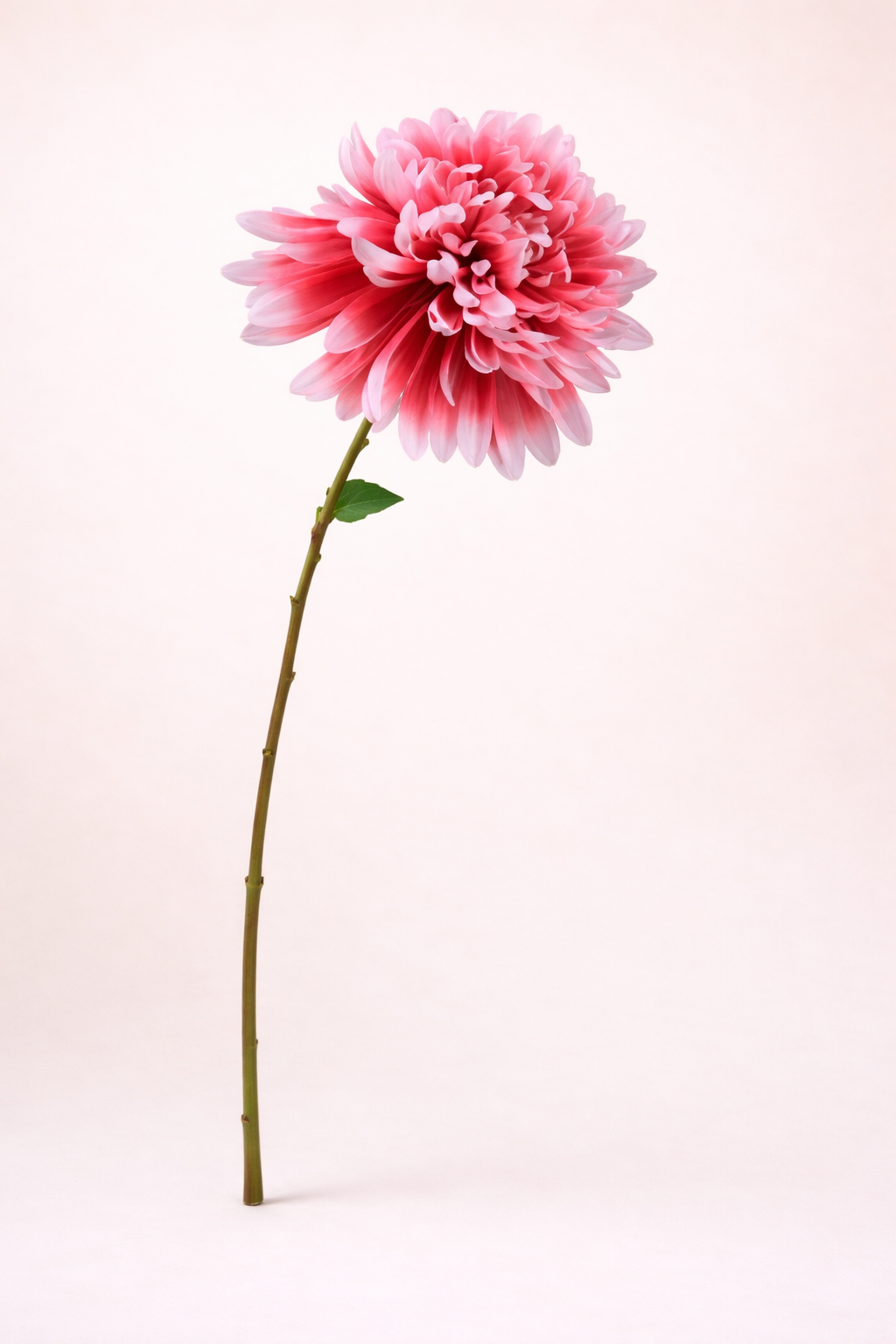 חרצית ורודה