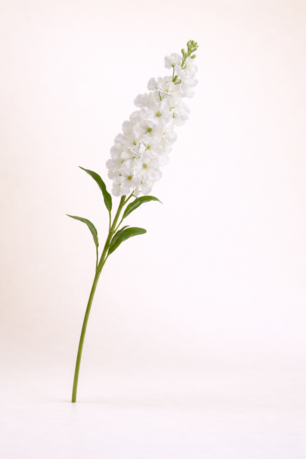 לוע הארי לבן