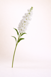 לוע הארי לבן