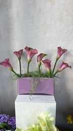 קאלות סגולות