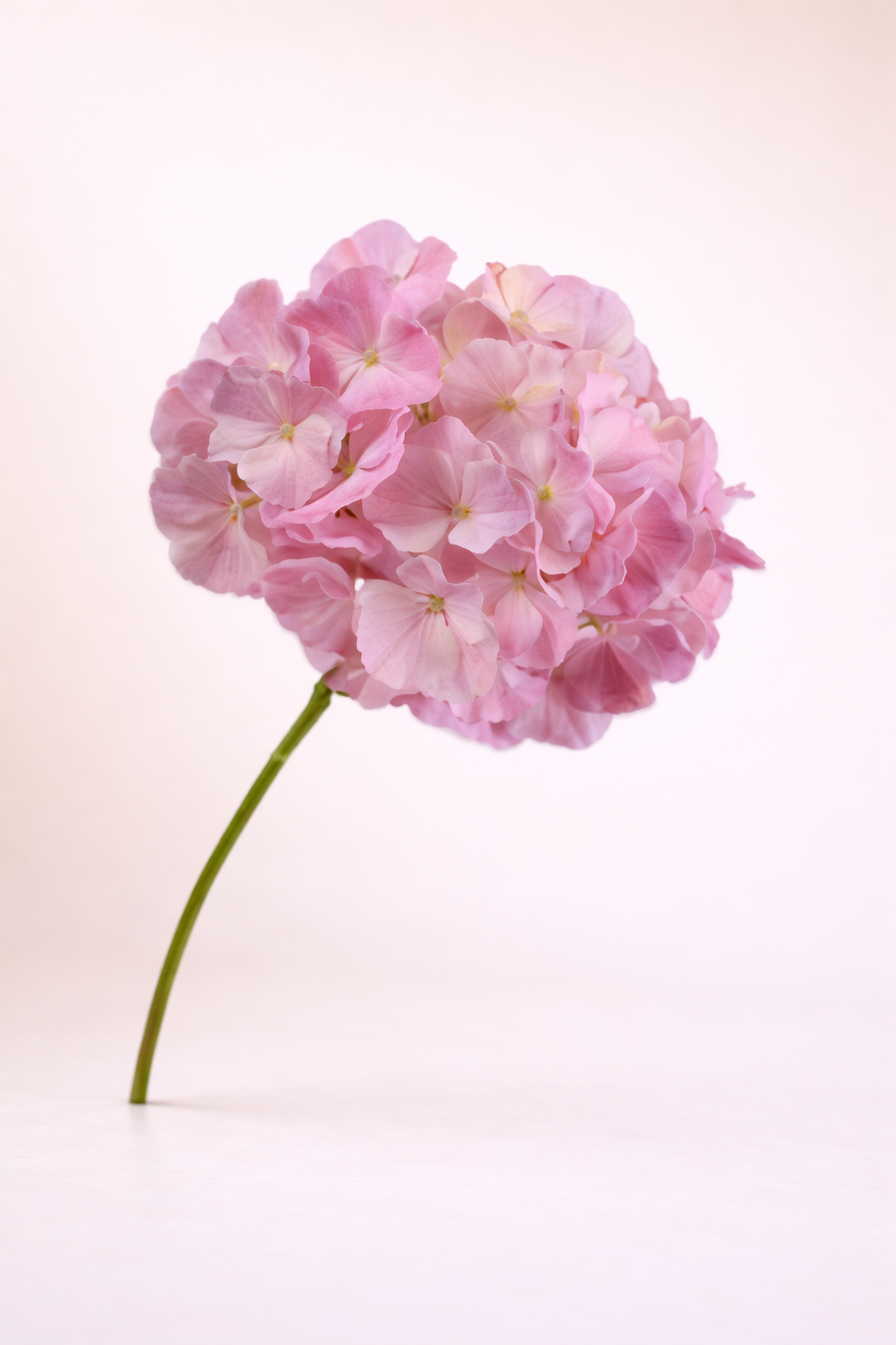 הורטנזיה ורודה מגוונת