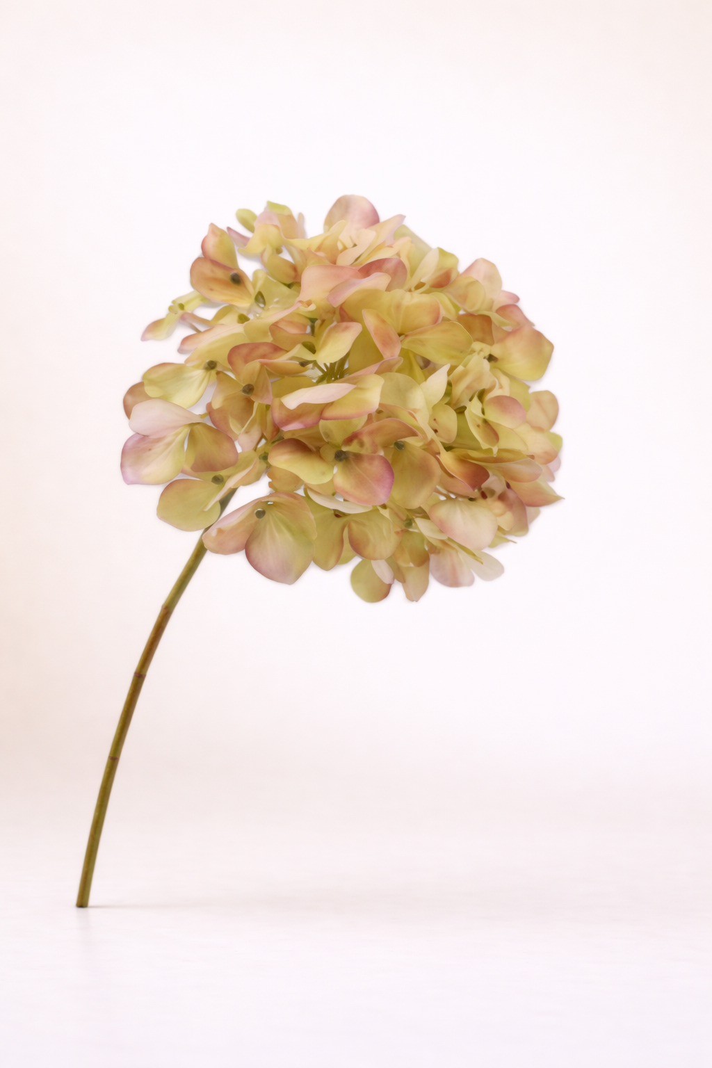 הורטנזיה צהובה מגוונת