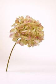 הורטנזיה צהובה מגוונת