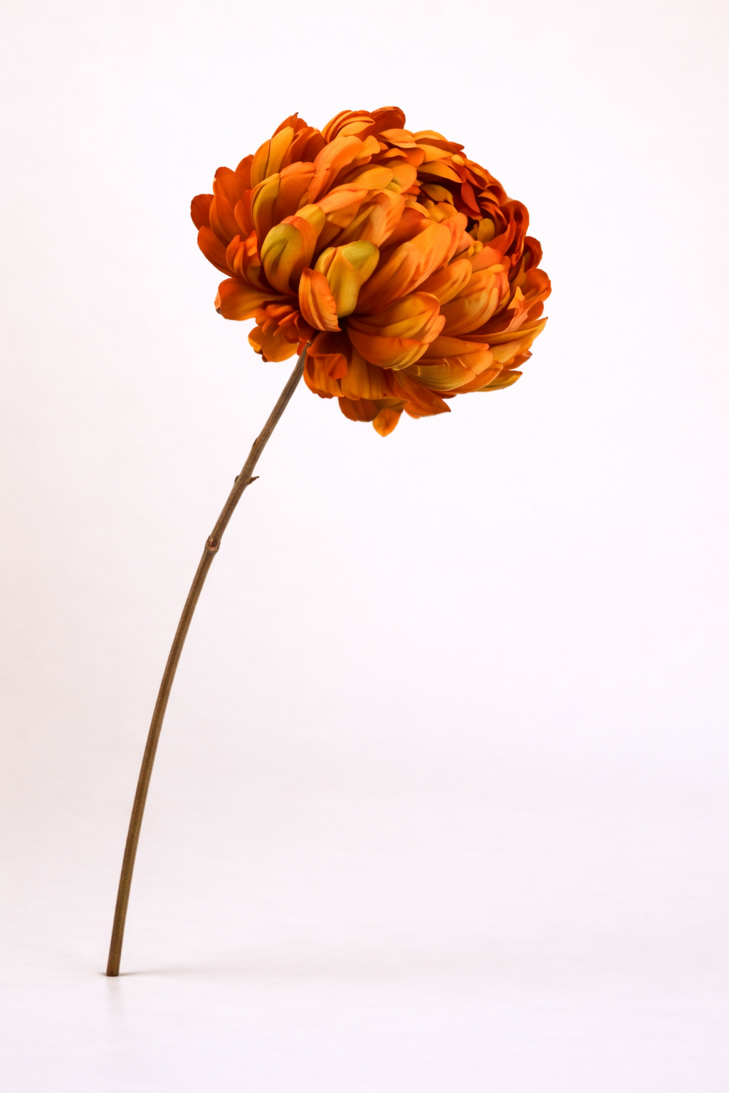 חרצית כתומה