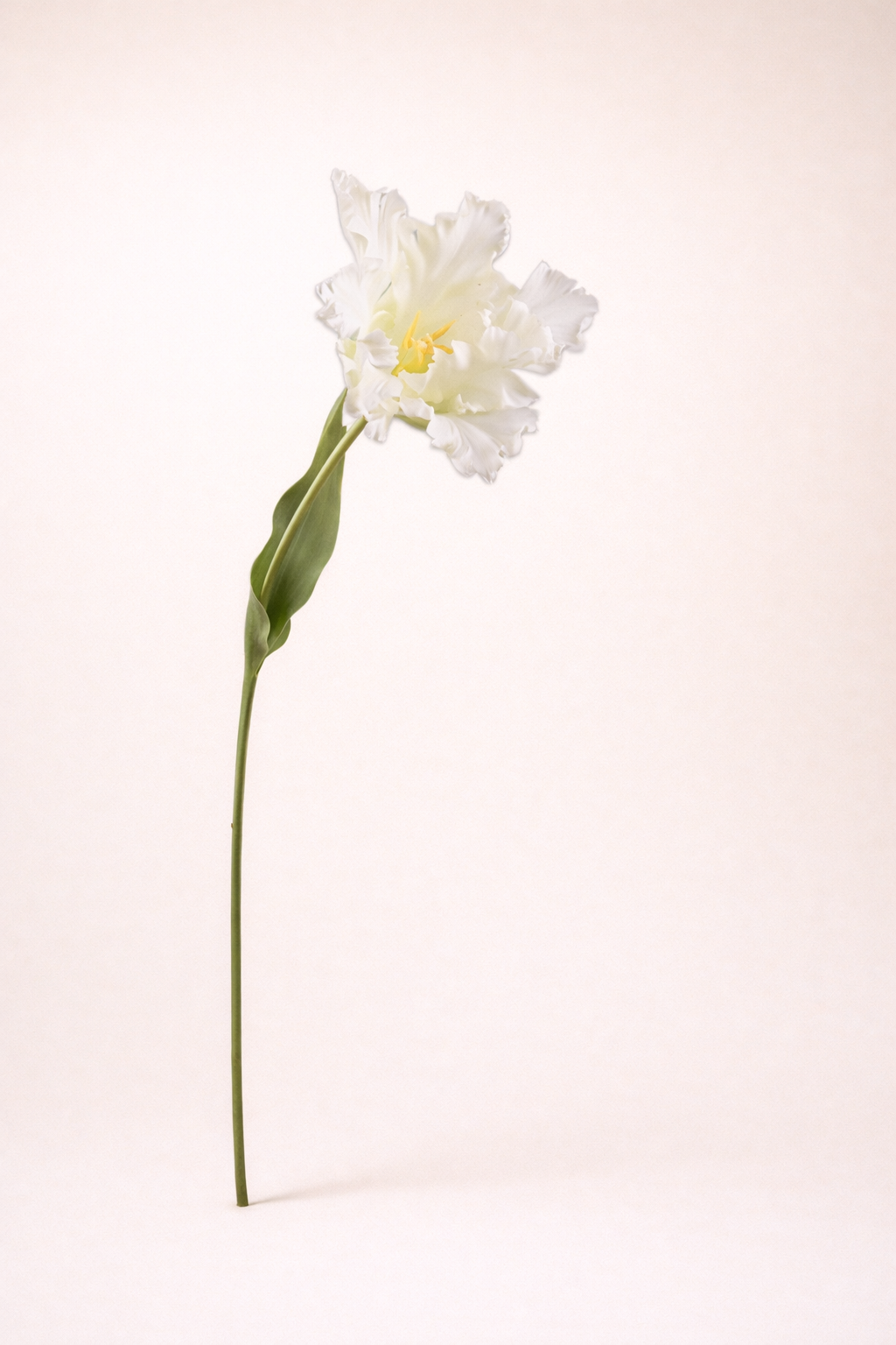 טוליפ לבן מסולסל