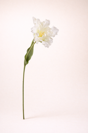 טוליפ לבן מסולסל