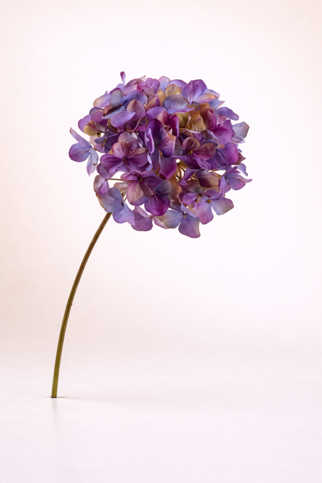 הורטנזיה סגול מגוון