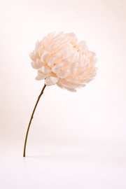 חרצית אפרסק