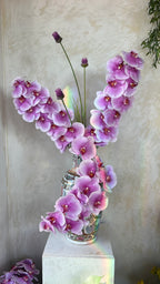 חולם על סחלבים