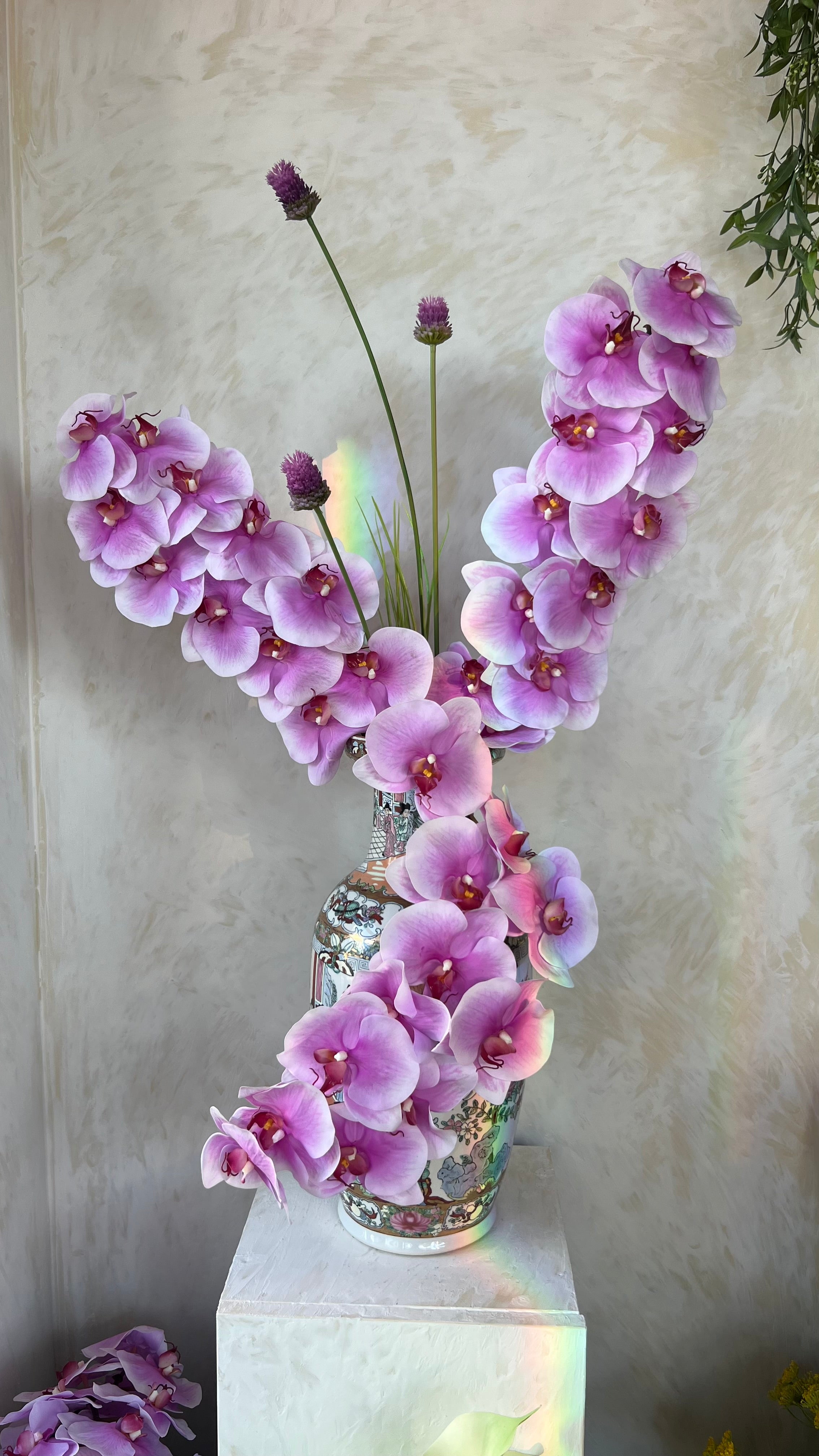 חולם על סחלבים