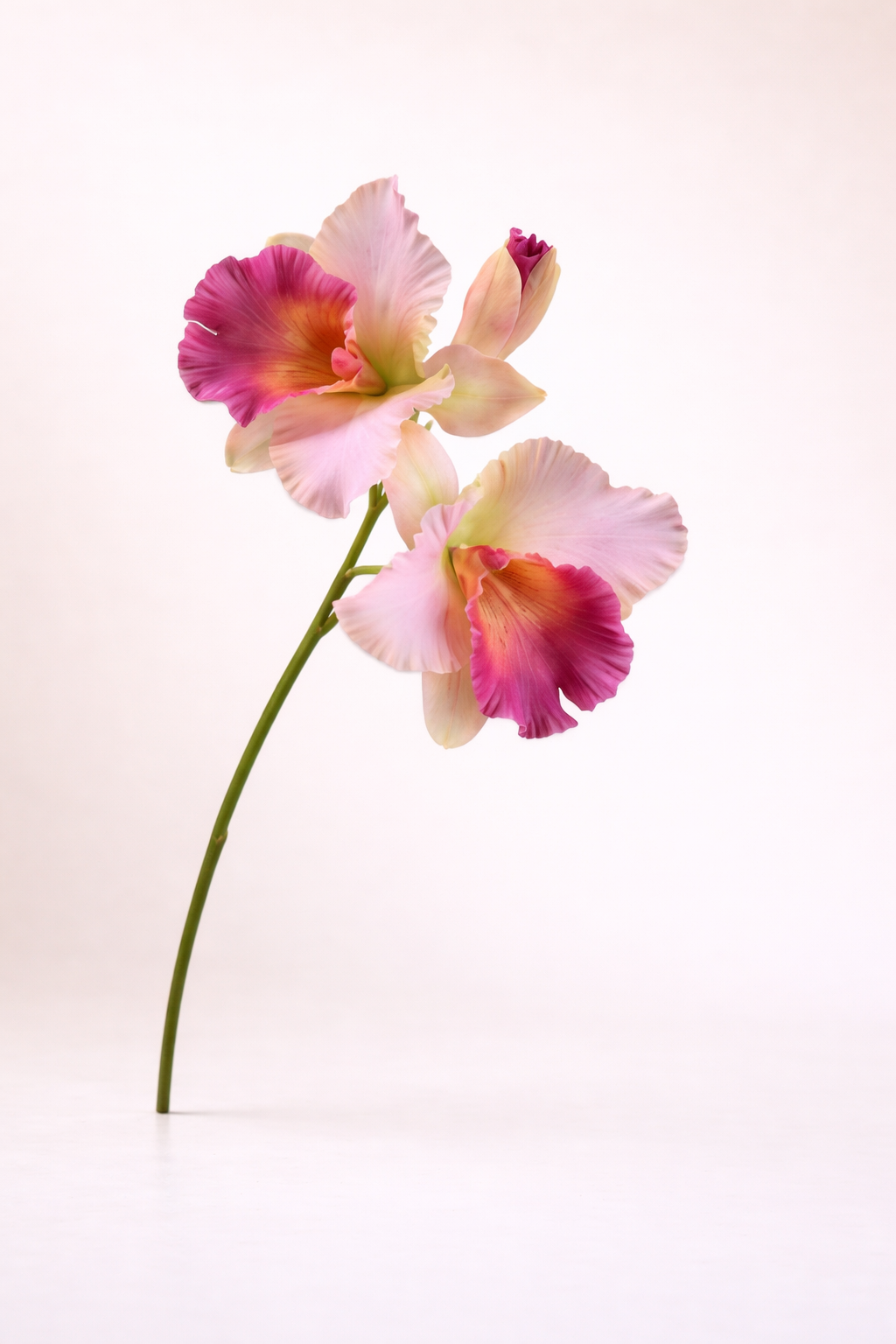 סחלב קטליה ורוד עז