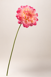 דליה ורוד עז