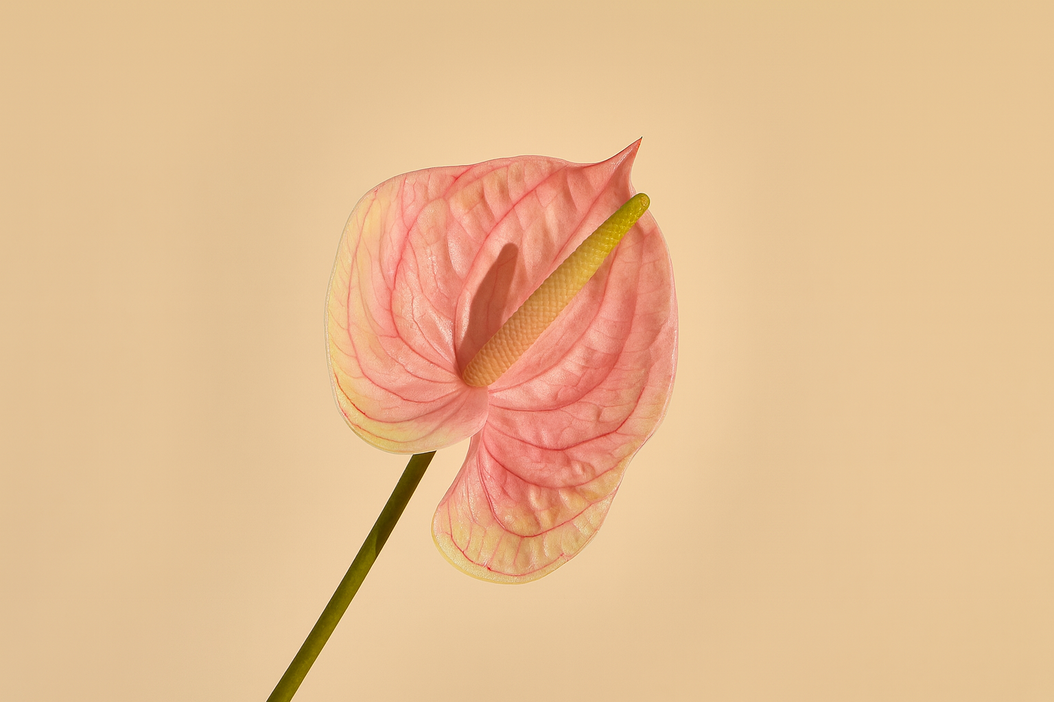 גבעול אנטוריום ורוד 66 ס"מ