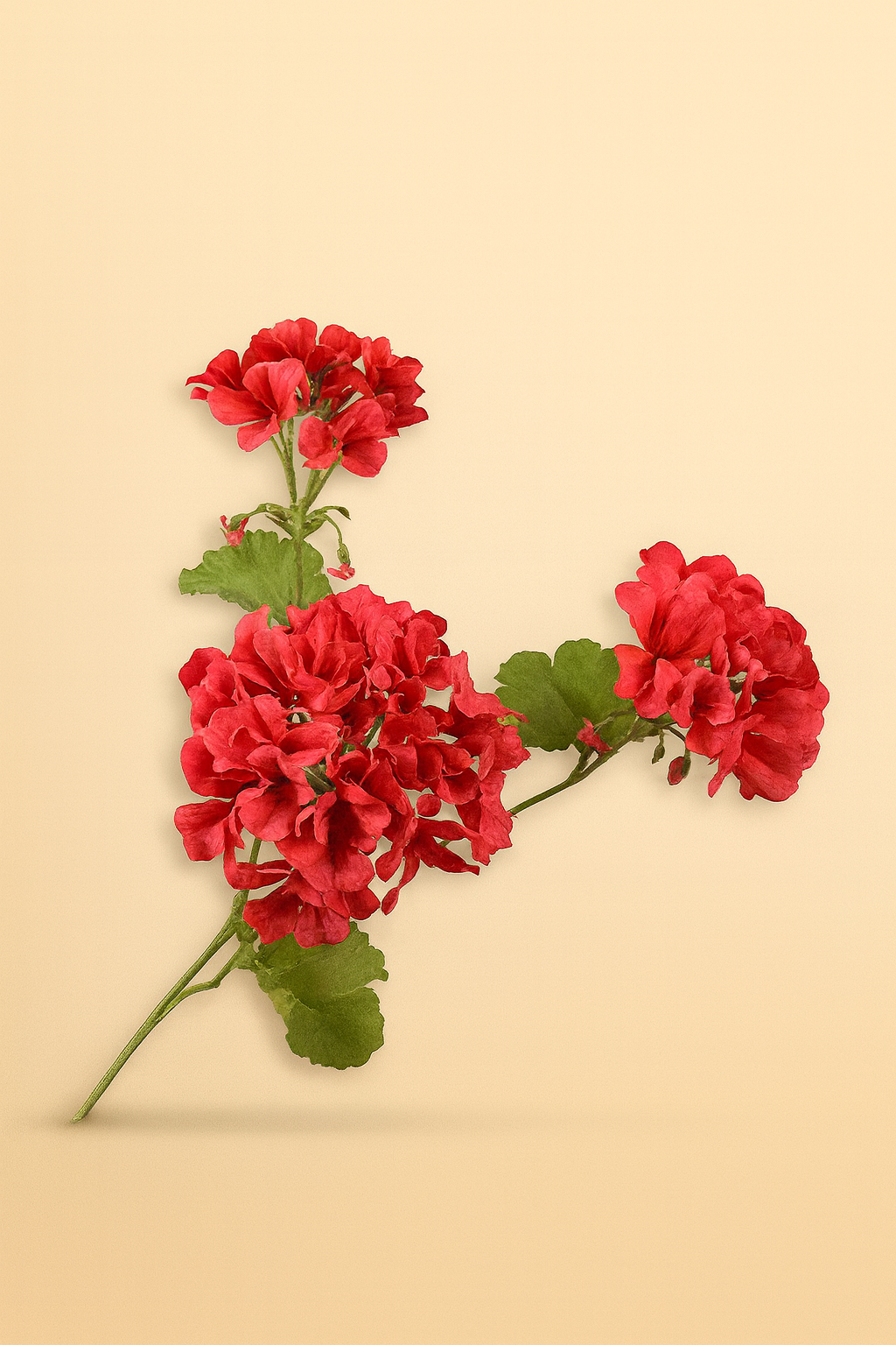 גבעול פלגרוניום אדום 58 ס"מ