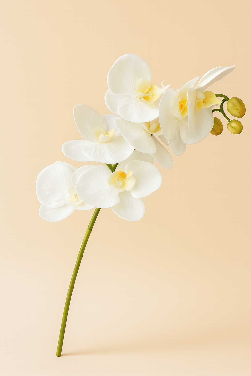 סחלב לבן אורך 80 ס"מ