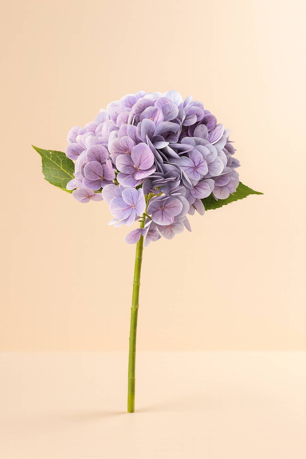 הורטנזיה סגול בהיר 64 ס"מ