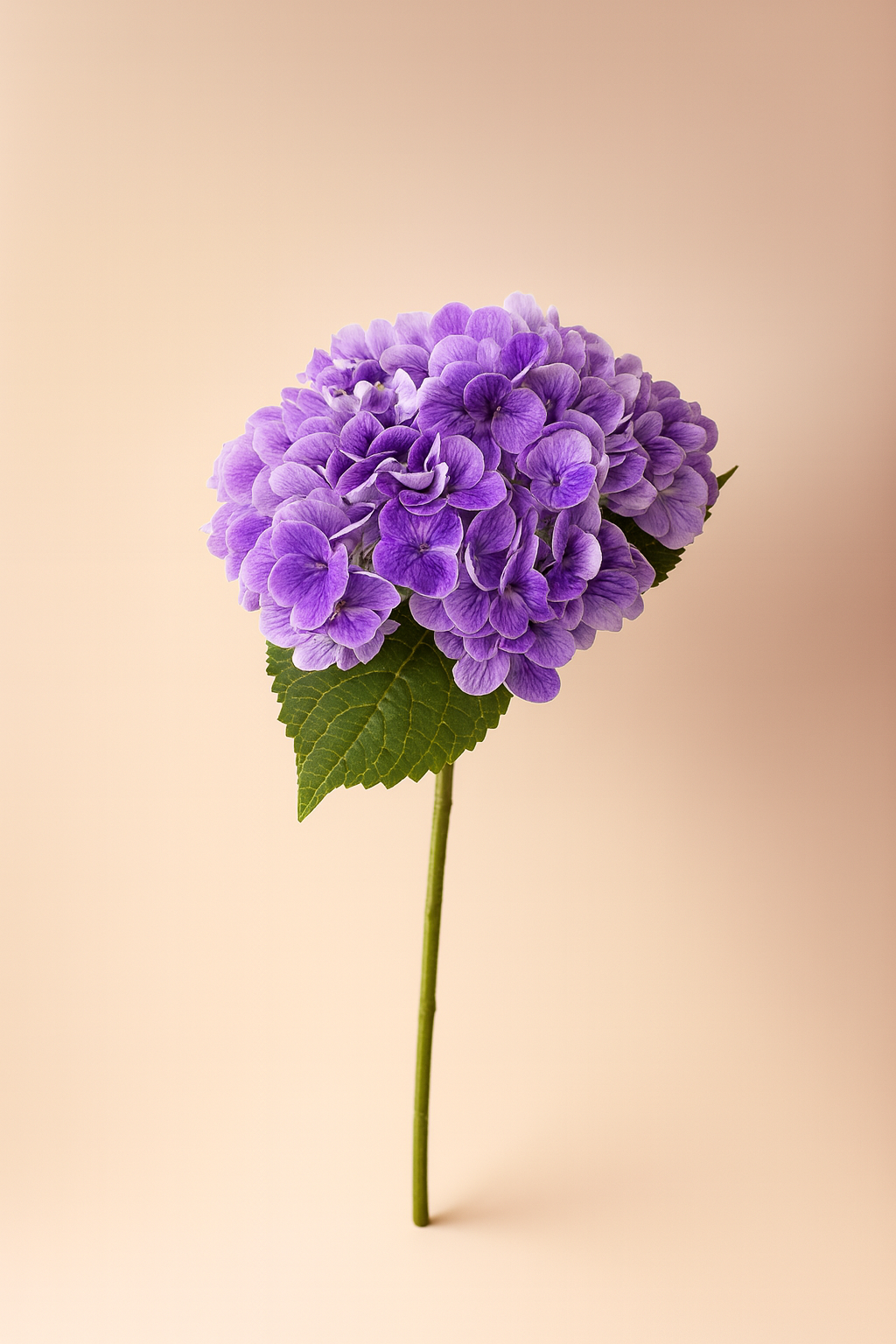 הורטנזיה סגול כהה 55 ס"מ