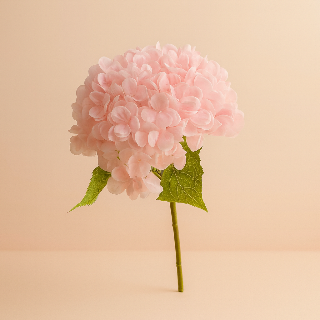 הורטנזיה ורוד בהיר 55 ס"מ