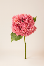 הורטנזיה ורוד פוקסיה 55 ס"מ