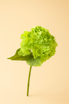 הורטנזיה ירוקה 55 ס"מ