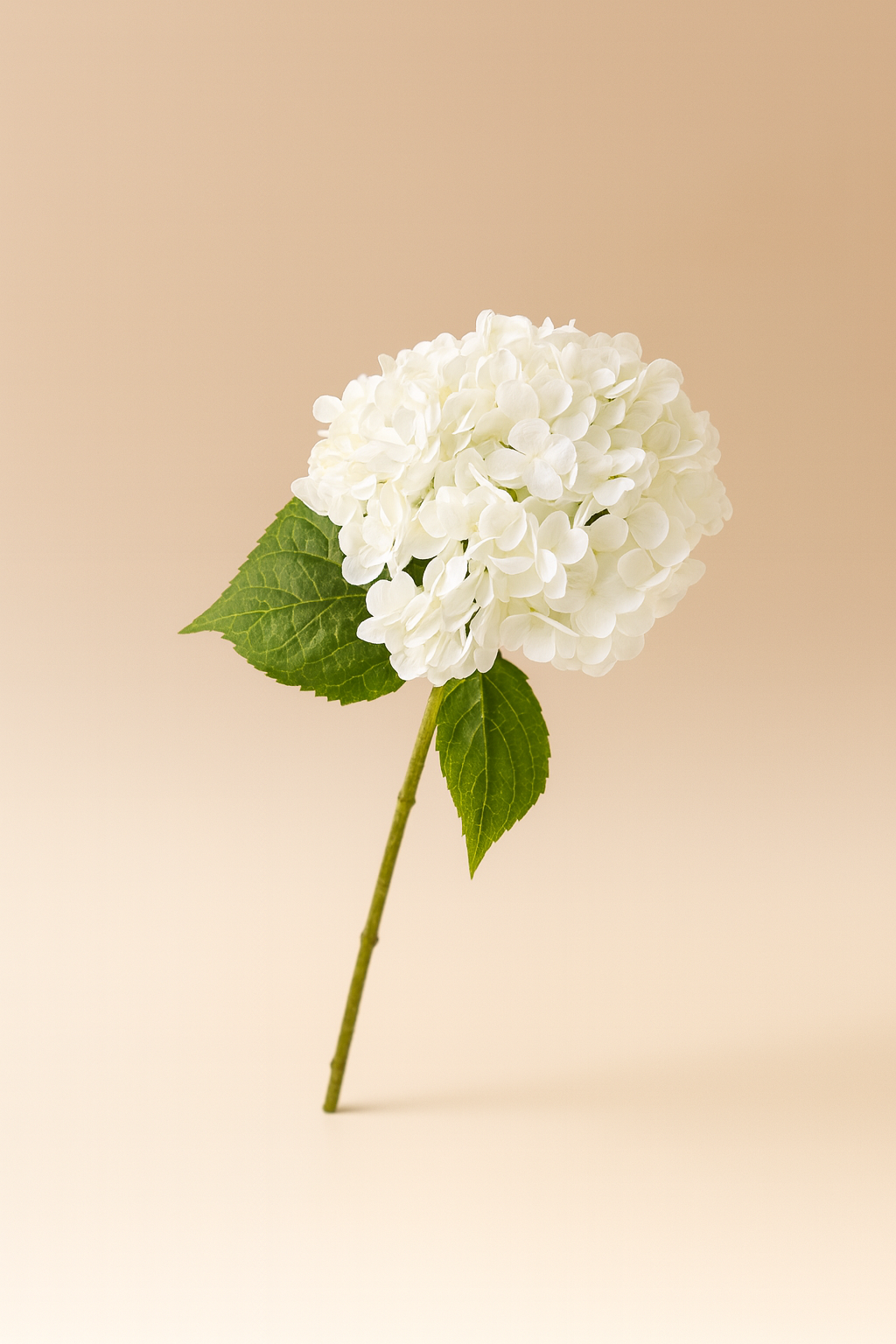 גבעול הורטנזיה לבן 55 ס"מ