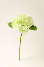 הורטנזיה ירוק בהיר 55 ס"מ