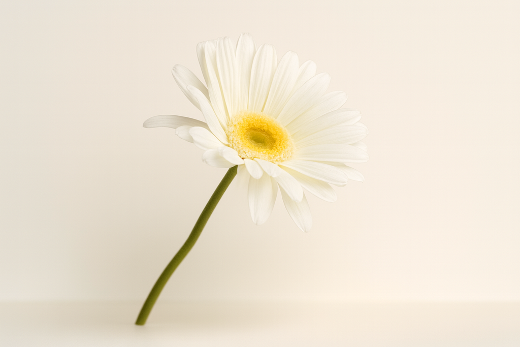 גבעול גרברה לבן 61 ס"מ