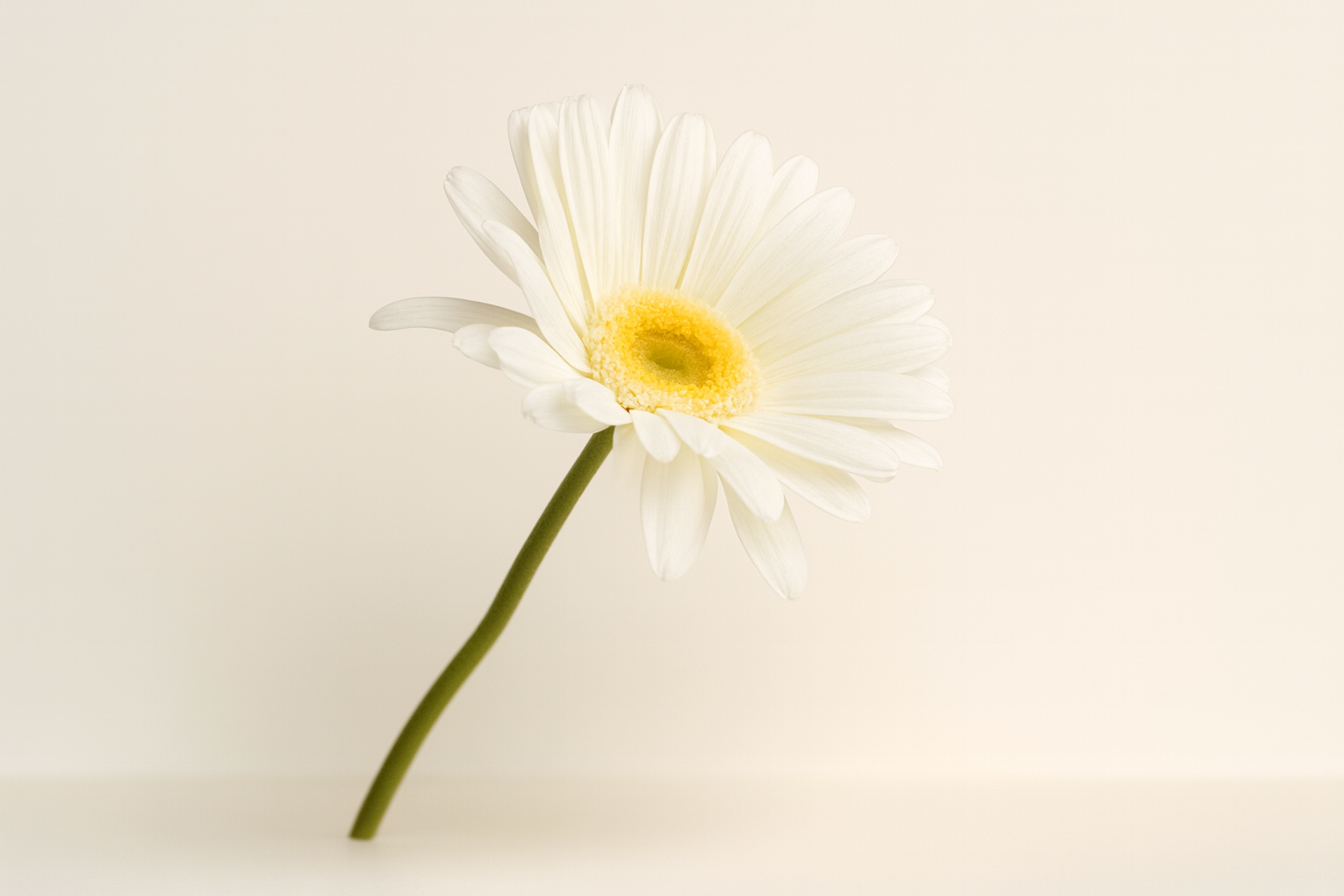 גבעול גרברה לבן 61 ס"מ