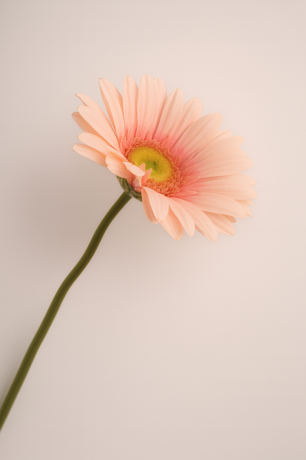 גבעול גרברה ורוד אורך 61 ס"מ