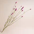 פימפרנל סגול 84 ס"מ