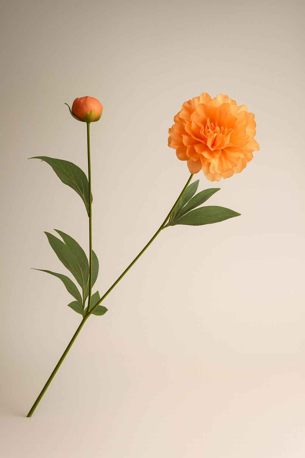 אדמונית  כתומה