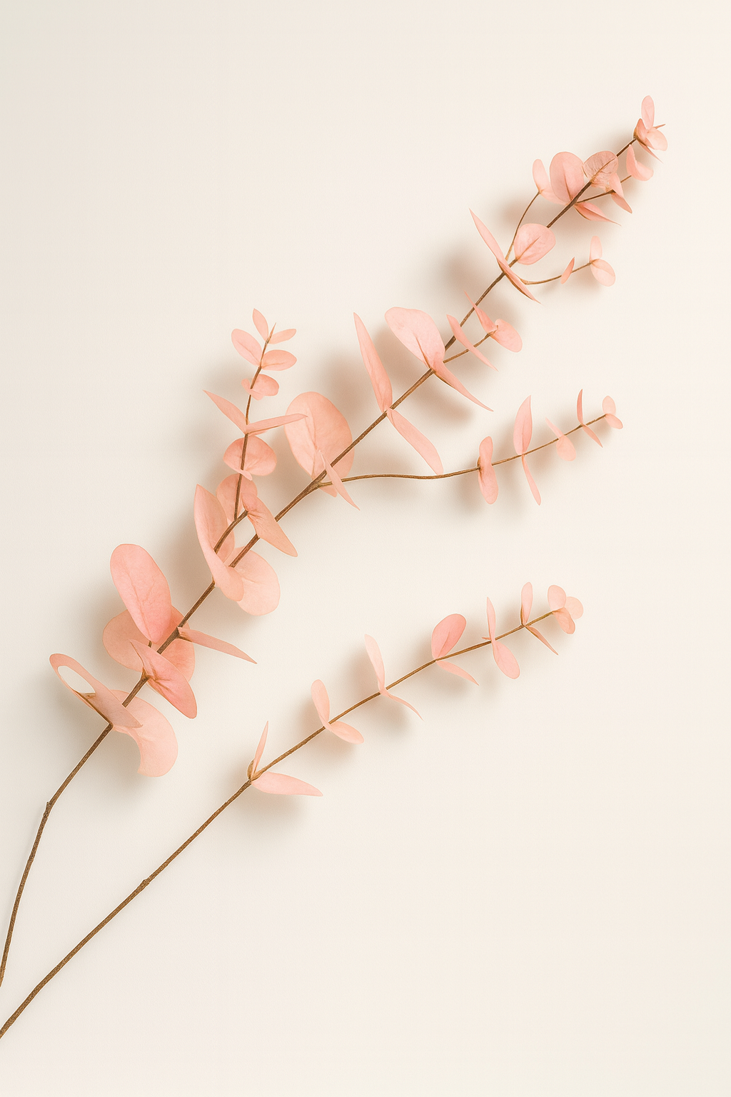 אקליפטוס ורוד\כתום