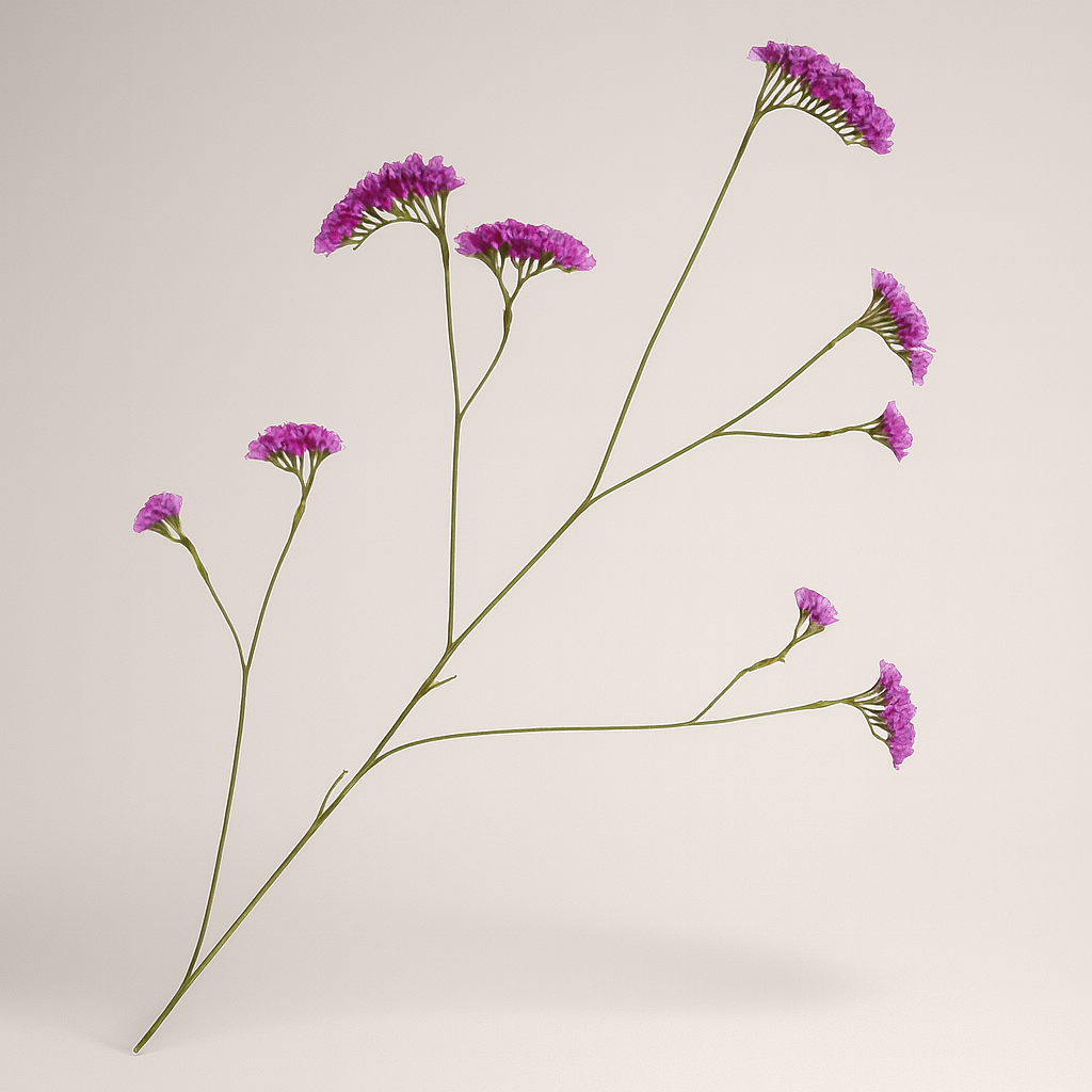 גבעול פריחה סגול