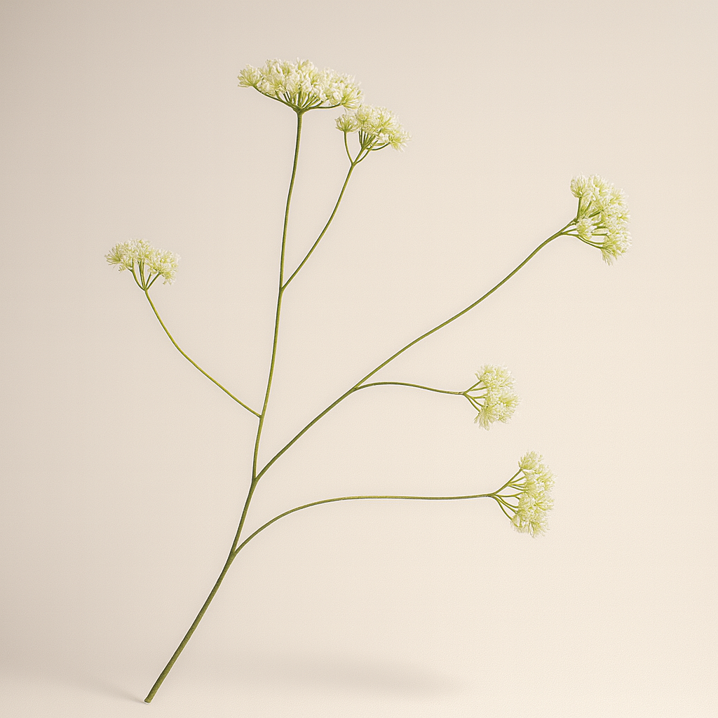 גבעול פריחה קרם