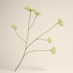 גבעול פריחה קרם