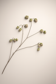 גבעול אצטרובל קטן