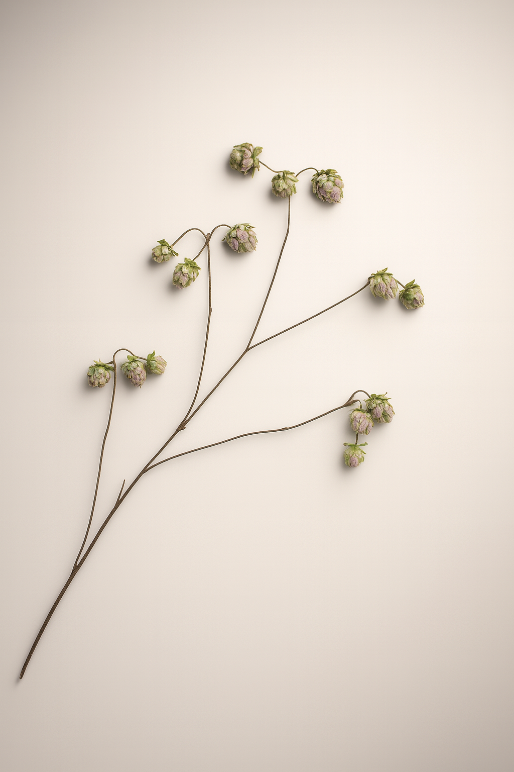 גבעול אצטרובל קטן