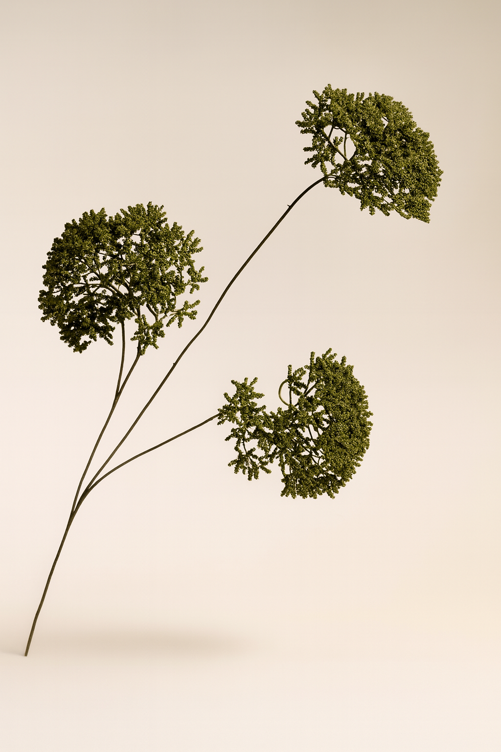 גבעול פריחה ירוק כהה