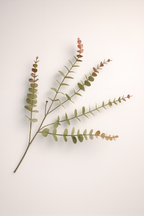 אקליפטוס ירוק\סגול