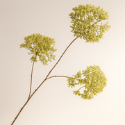 גבעול פריחה ירוק בהיר