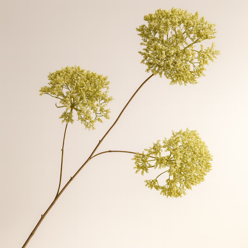 גבעול פריחה ירוק בהיר