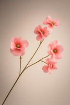 אמנון ותמר ורוד בהיר 65 ס"מ