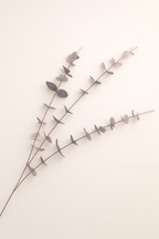 אקליפטוס ירוק/אפור 79 ס"מ