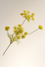 חרדל צהוב 62 ס"מ