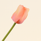 גבעול צבעוני טוליפ לבנדר 72 ס"מ