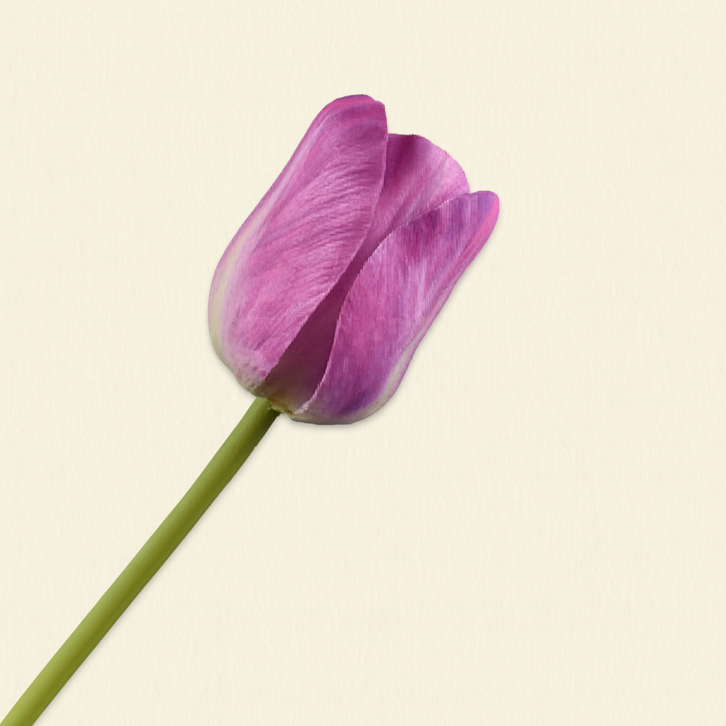 גבעול צבעוני טוליפ סגול 61 ס"מ