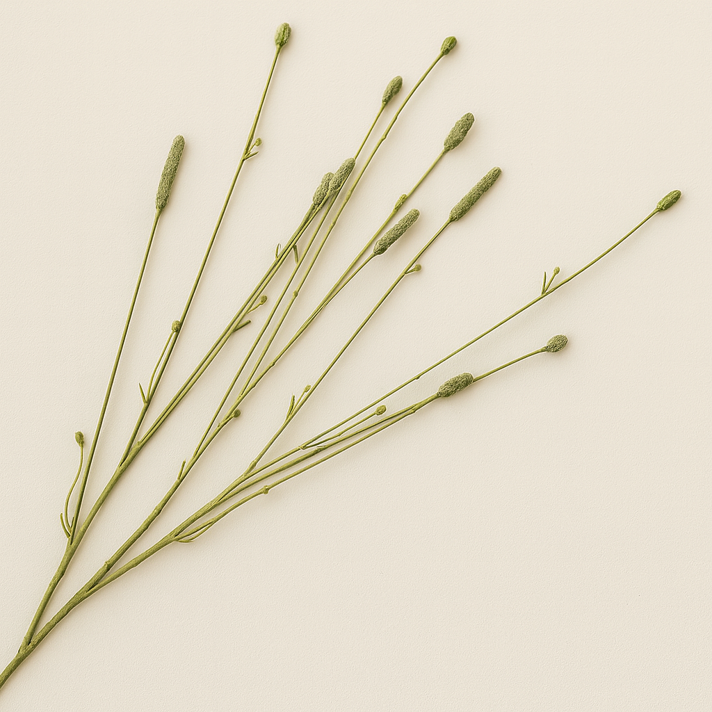 פימפרנל ירוק 84 ס"מ