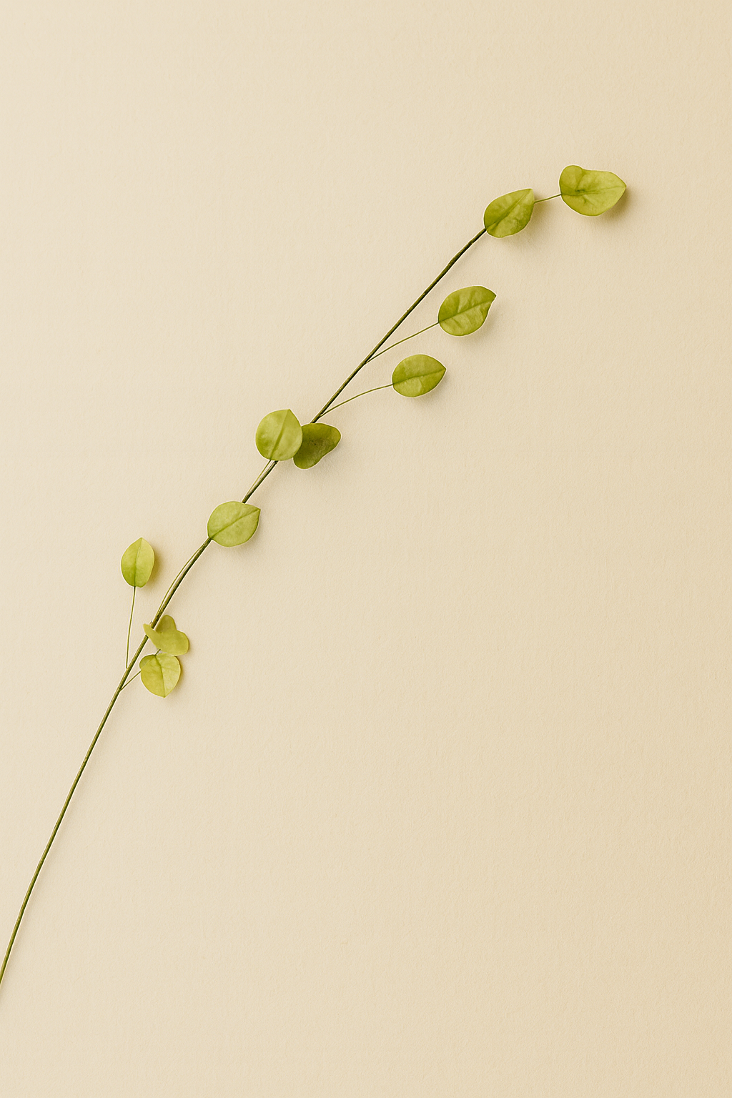 פיזליס פעמונית ירוקה עדינה 93 ס"מ